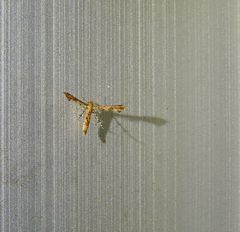 Nippoptilia cinctipedalis