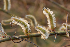 Salix gracilistyla