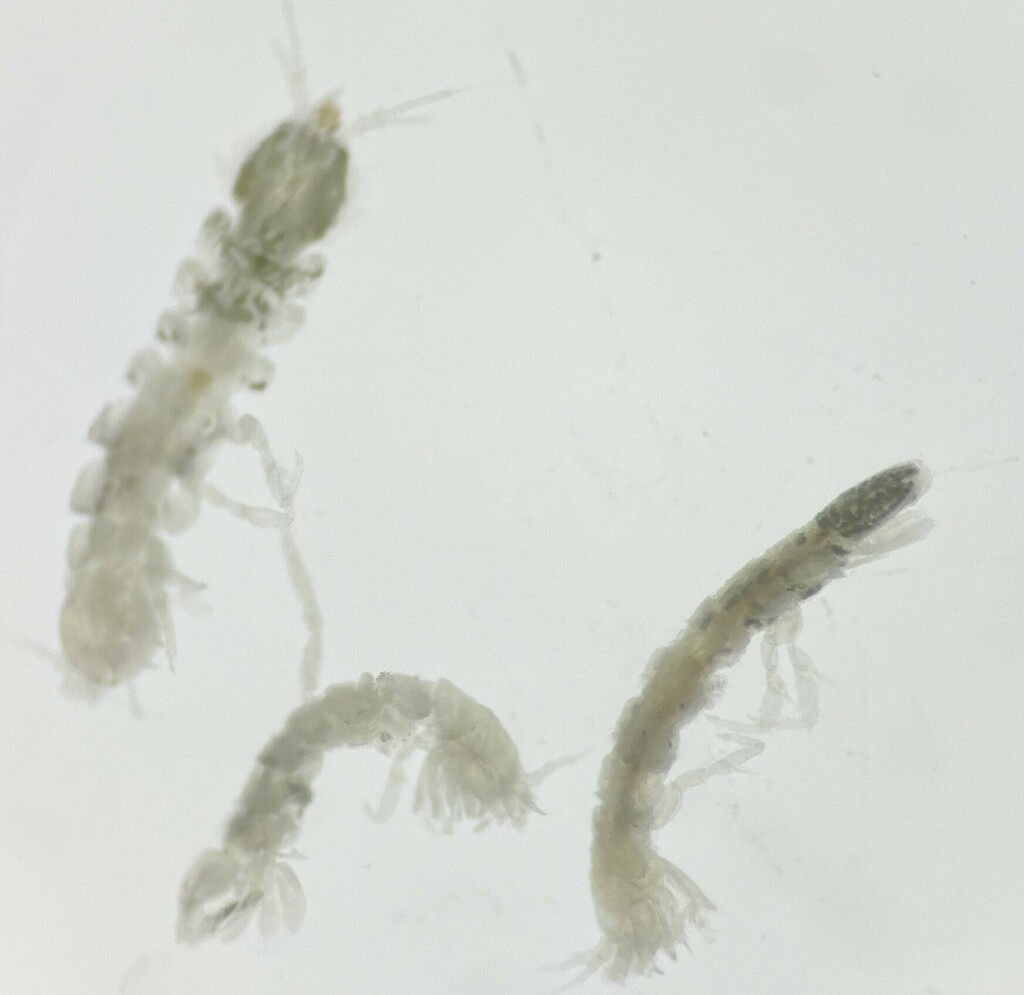 Lirceolus pilus