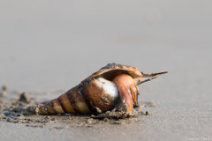 Tibia insulaechorab