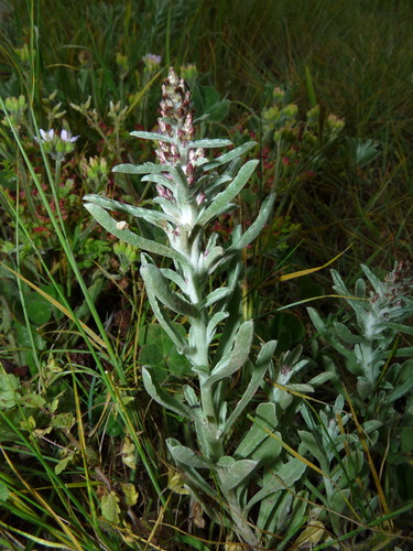 Gamochaeta antillana (Urb.) Anderb.