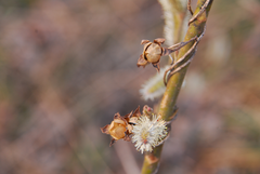 Salix gracilistyla