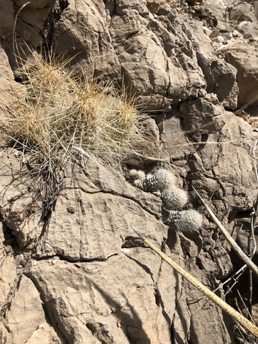Echinocereus stramineus