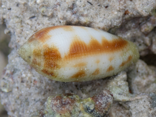 Pterygia crenulata — seen at this dive site