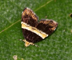Choreutis basalis