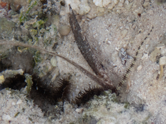 Ophiocoma scolopendrina image