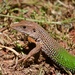 Giant Ameiva - Photo (c) dittz, some rights reserved (CC BY-NC), uploaded by dittz