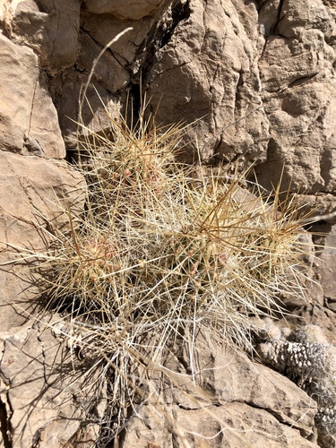 Echinocereus stramineus