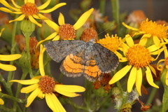 Paranotoreas brephosata
