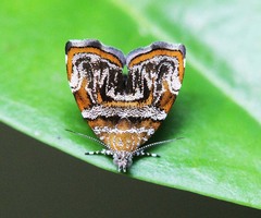 Choreutis euclista