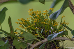 Acianthera sonderiana