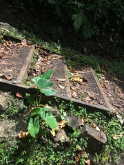 Emoia nigra