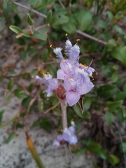 Cyanotis speciosa