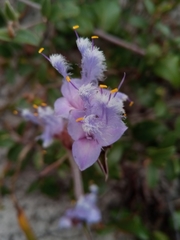 Cyanotis speciosa