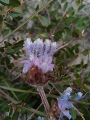 Cyanotis speciosa