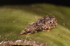 Lophus rudis