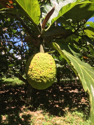 Artocarpus altilis