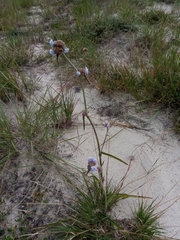 Cyanotis speciosa