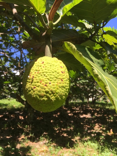 Artocarpus altilis