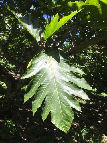 Artocarpus altilis
