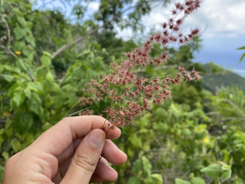 Melinis repens observed 2023-10-08