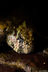 Istiblennius dussumieri