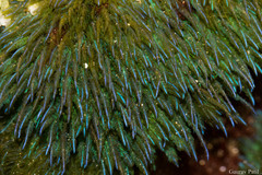 Bryopsis