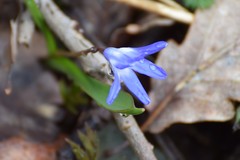 Scilla