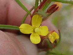 Camissonia strigulosa