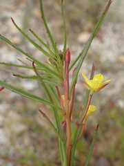 Camissonia strigulosa