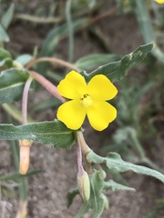 Camissoniopsis pallida