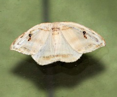 Callidrepana gelidata