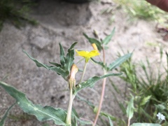 Camissoniopsis pallida