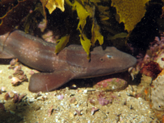 Brachaelurus waddi