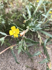 Camissoniopsis pallida