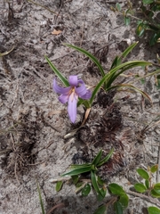 Xerophyta eglandulosa