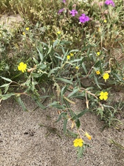 Camissoniopsis pallida