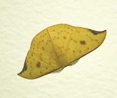 Tridrepana fulvata