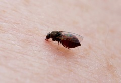 Austrosimulium