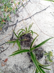 Xerophyta eglandulosa