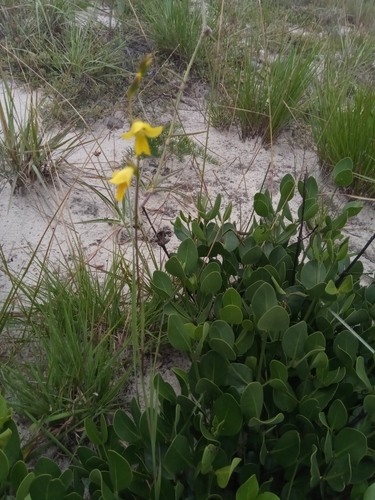 Gladiolus perrieri image