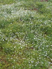 Plagiobothrys collinus