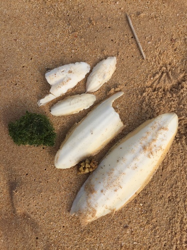 Sepiadariidae