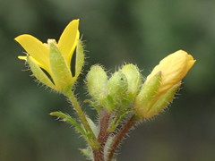 Tropidocarpum gracile