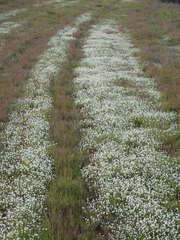 Plagiobothrys collinus