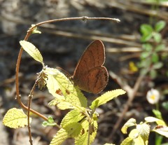 Cyllopsis gemma freemani