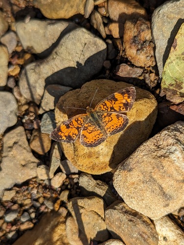 Pearl Crescent photographed in Alabama