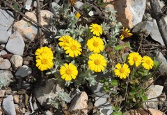 Thymophylla micropoides