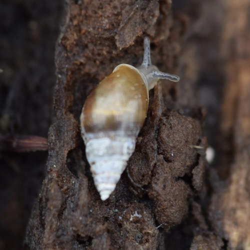 Mouse-eared Snail