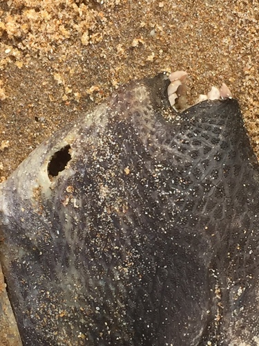 Balistidae